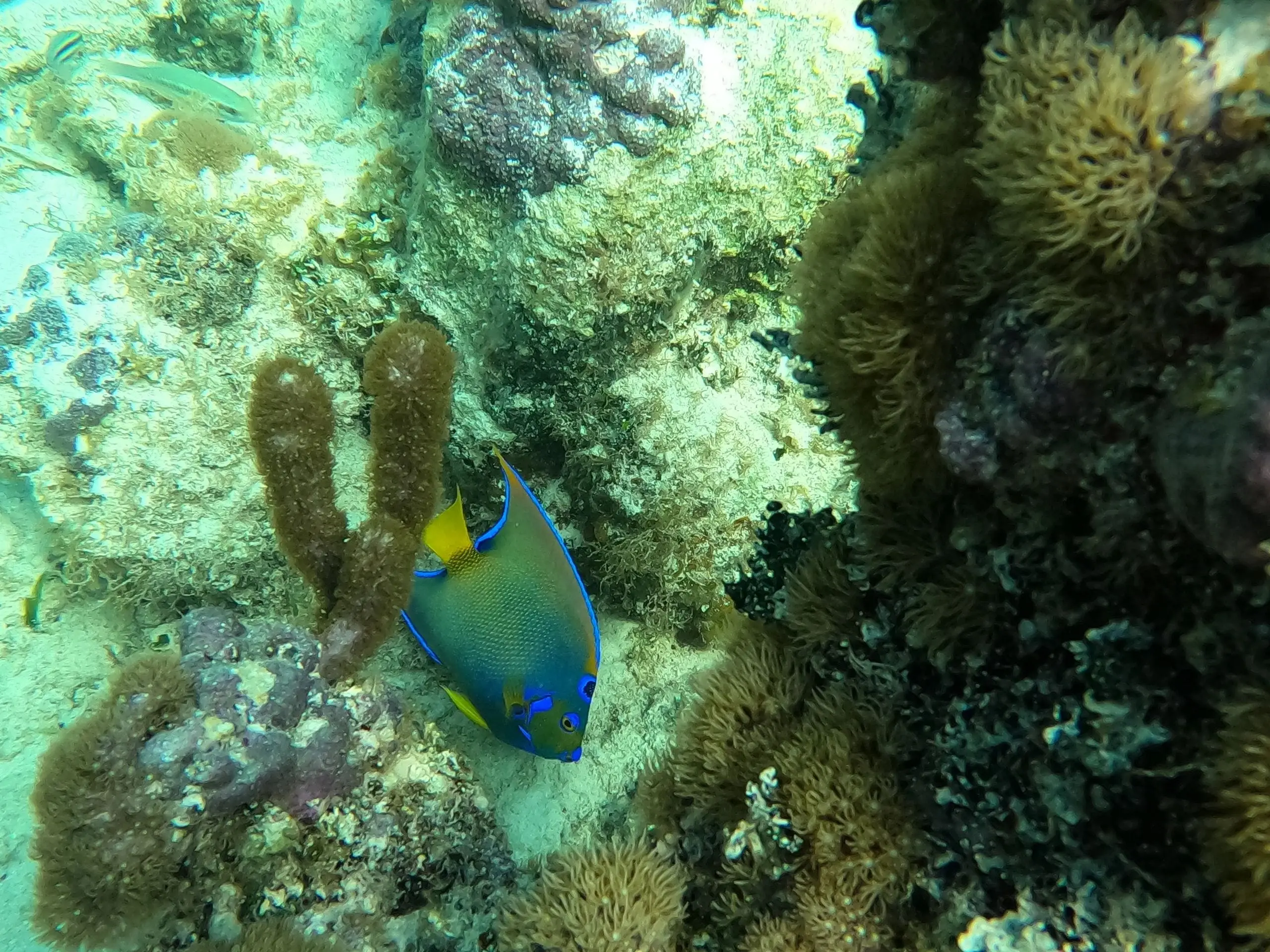 An angelfish on the reef