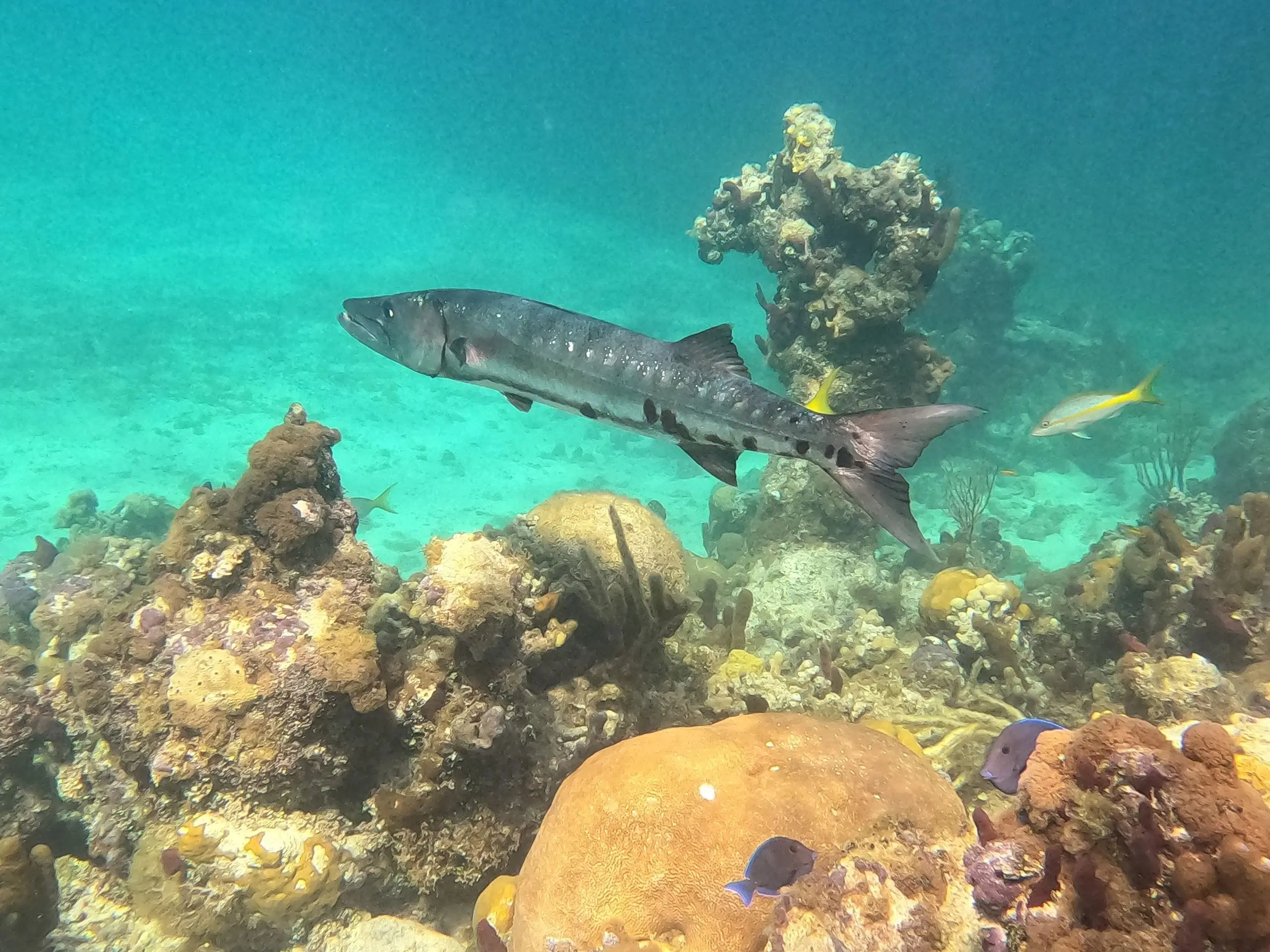 A barracuda over the coral
