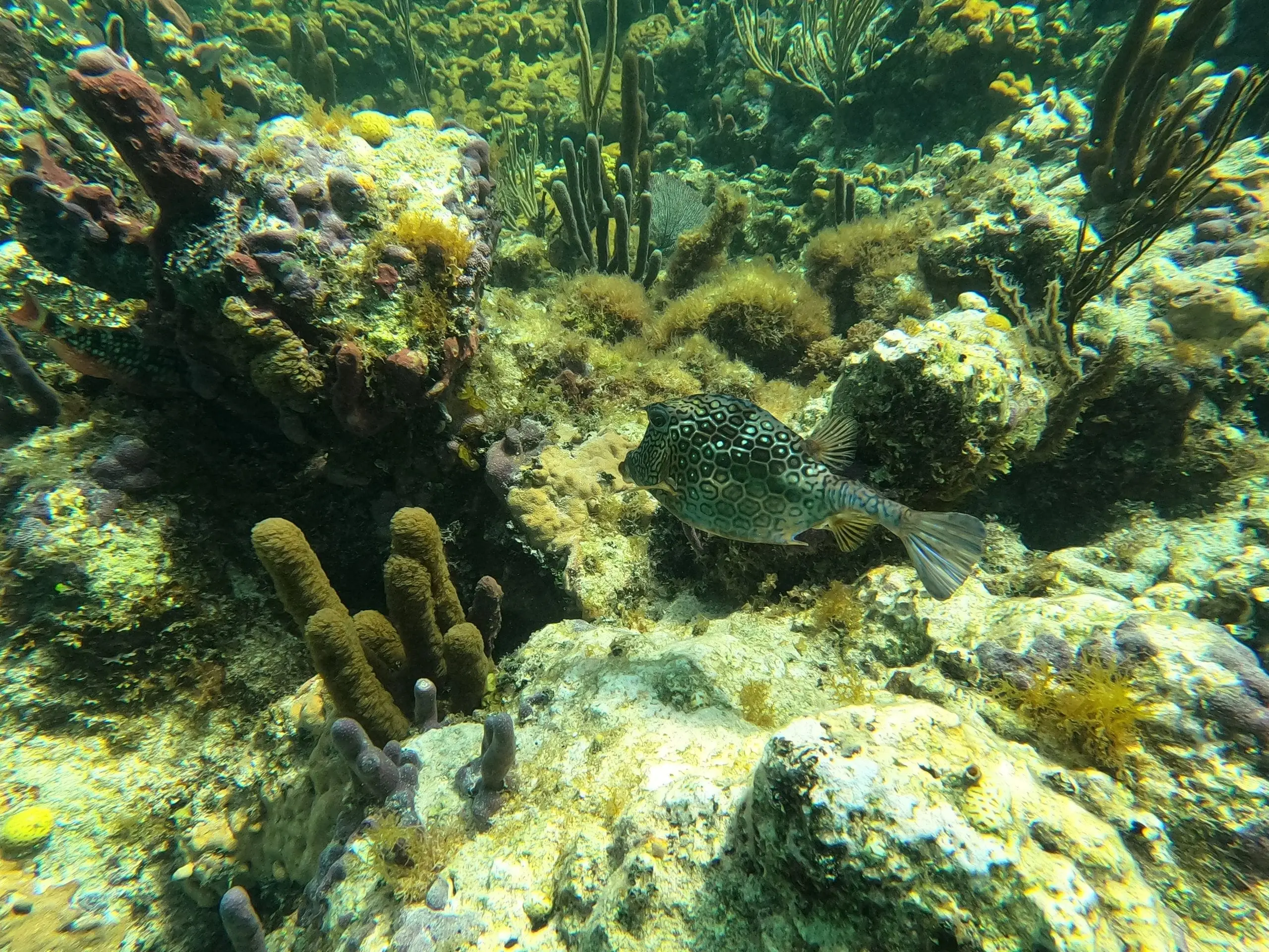 A boxfish