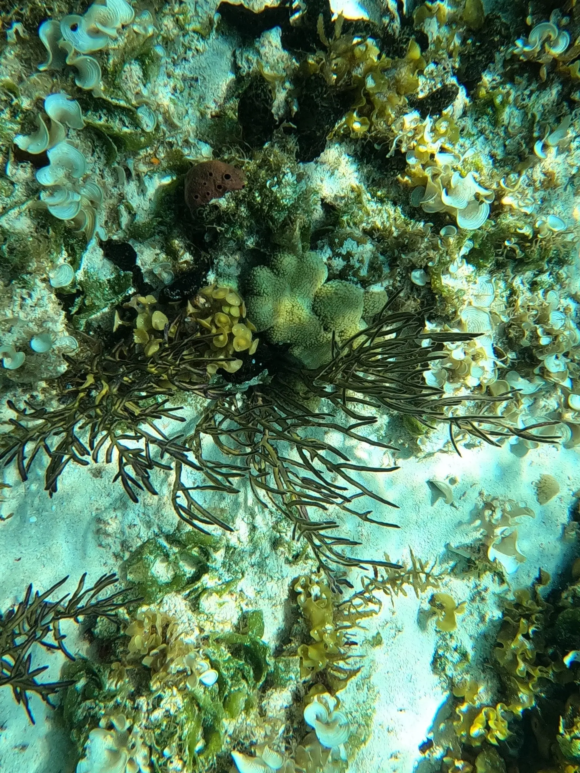 Coral at Smith’s Reef