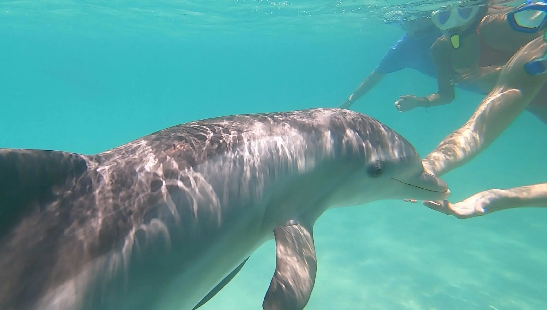 A dolphin swimming alongside