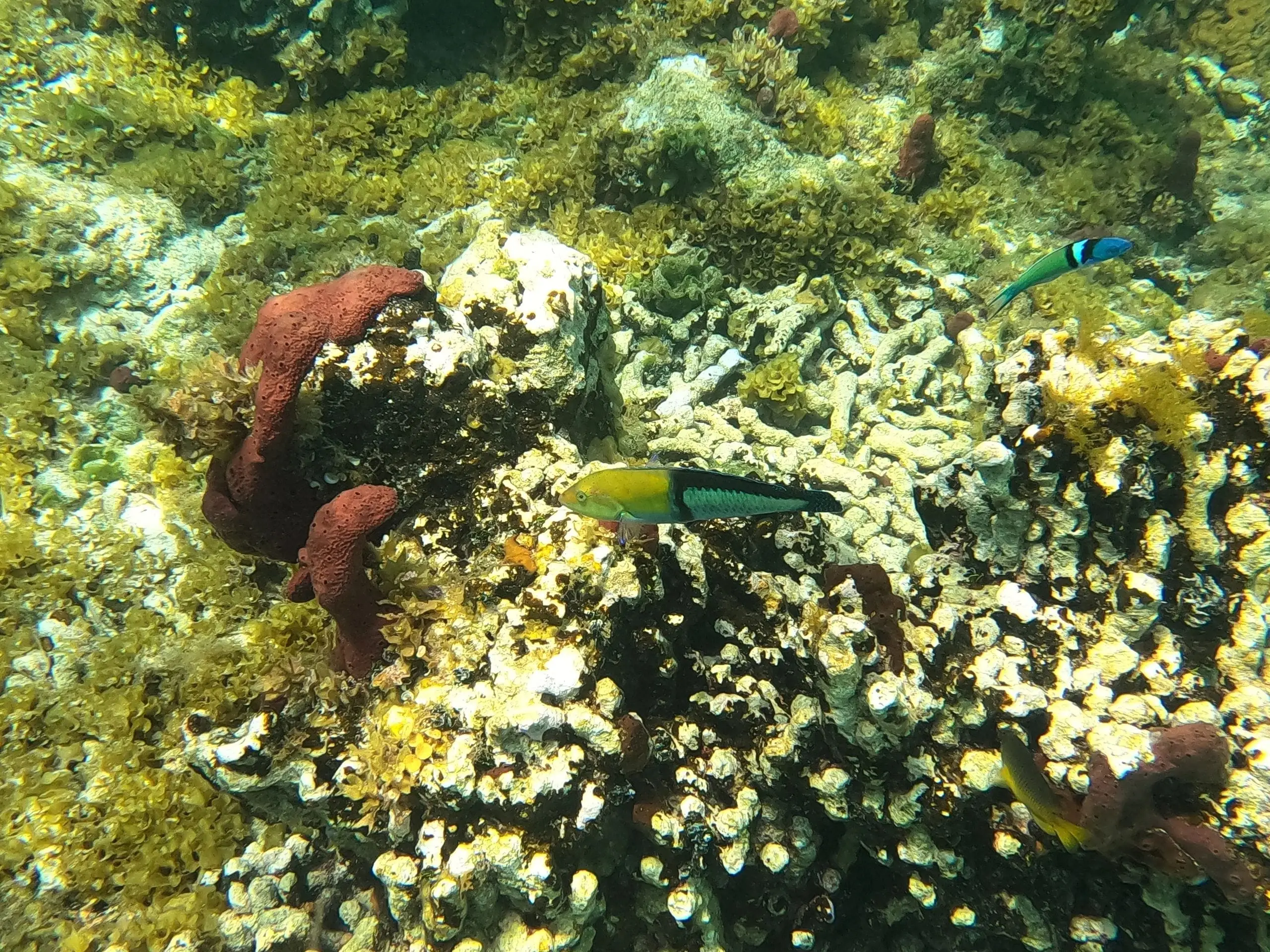 Reef fish among the coral