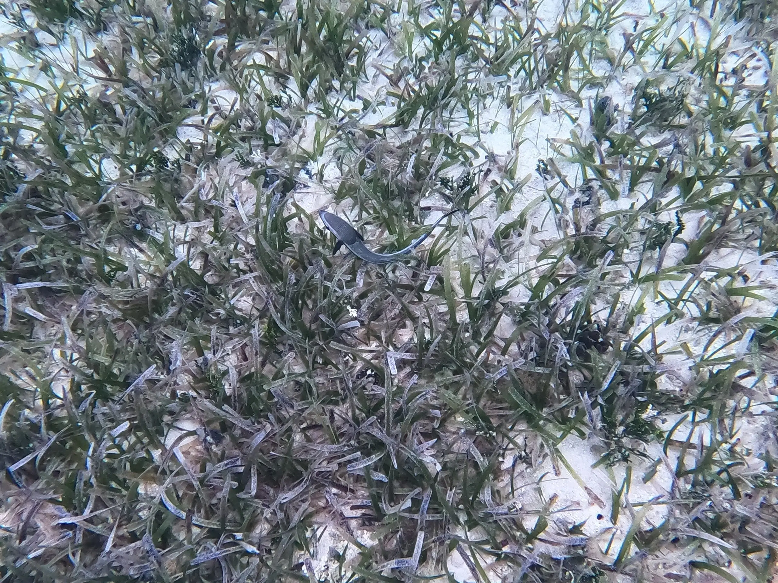 We think this is a remora