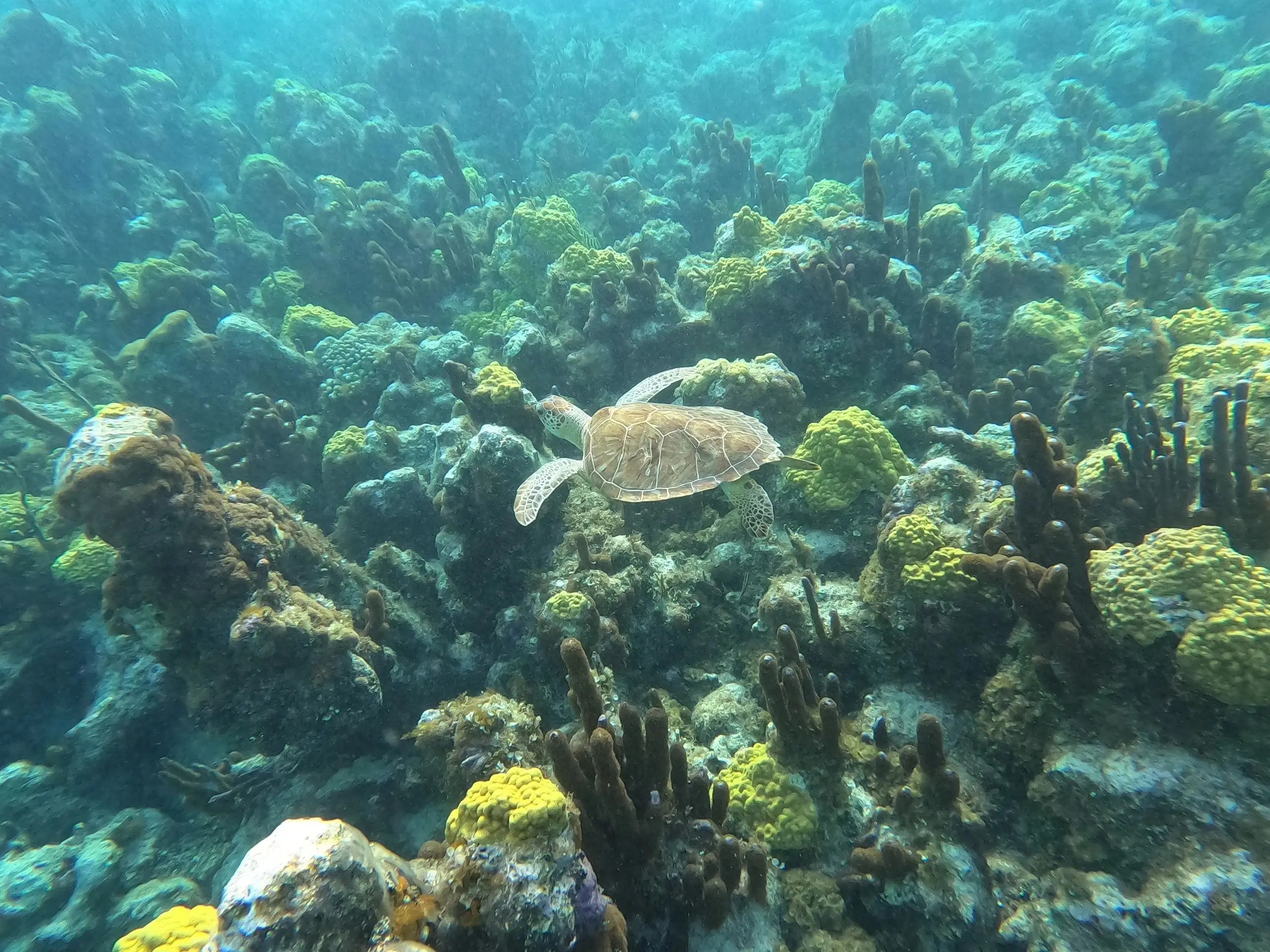A turtle gliding over the reef
