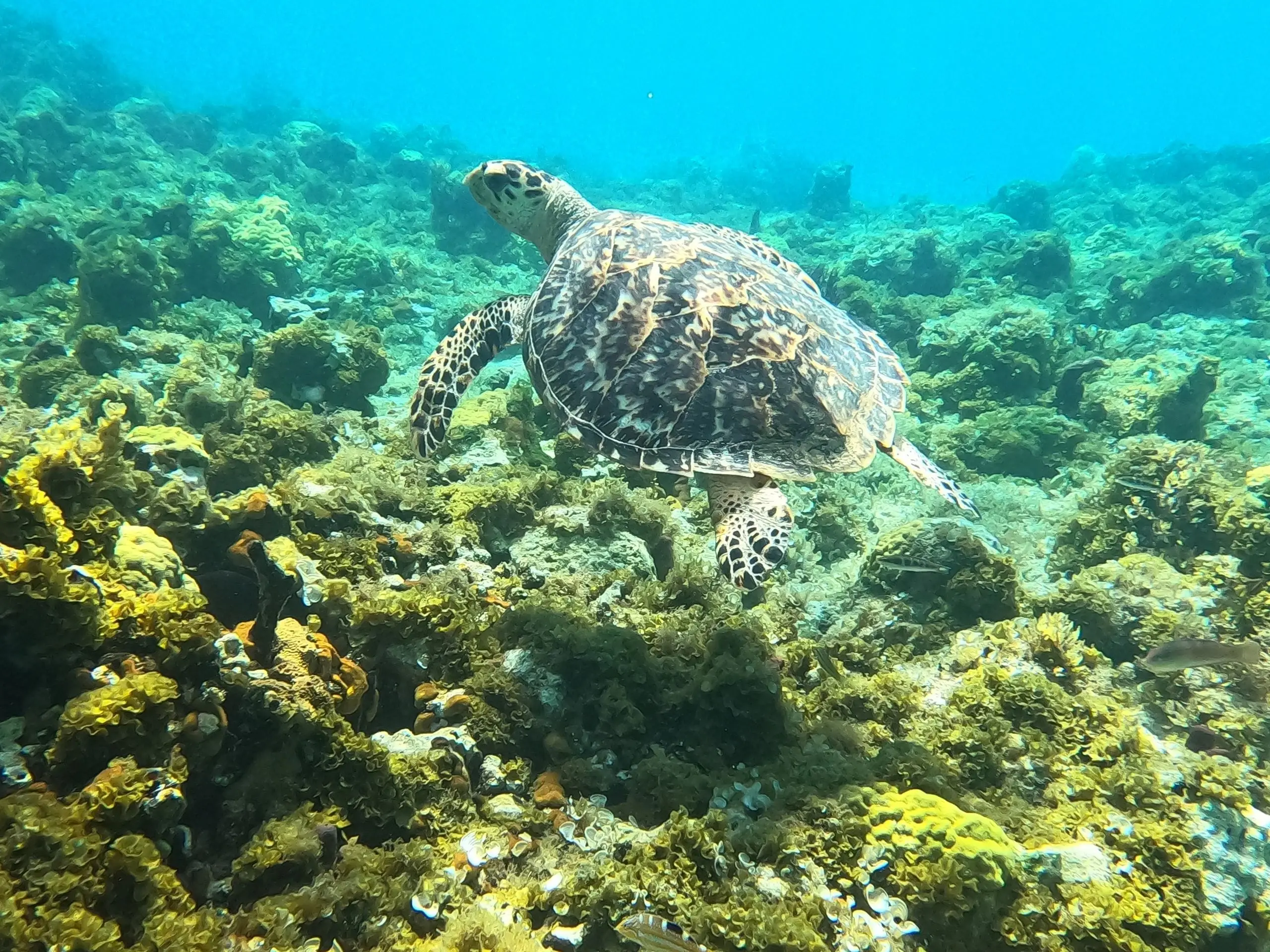 A sea turtle at Smith’s Reef
